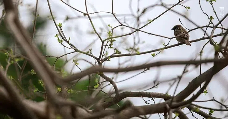 雨水||丝丝春雨润万物，杯杯美酒暖人心